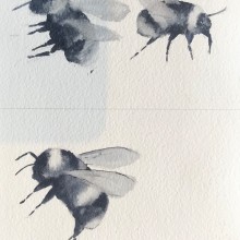 Bumble bees. Traditional illustration project by Sylvia Thorp - 04.17.2024
