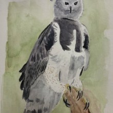 Aguila Arpia. Un proyecto de Ilustración tradicional y Pintura a la acuarela de Ana Lorena Zamora López - 17.04.2024