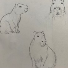 Mi proyecto del curso: Dibujo a lápiz de animales realistas para cuentos. Un proyecto de Diseño de personajes, Dibujo a lápiz, Dibujo e Ilustración infantil de ariasjhonnyarenas - 17.04.2024