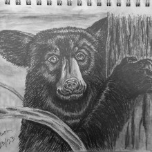 Black Bear. Projekt z dziedziny Sketching, R i sunek ołówkiem użytkownika Scott Jackson - 22.04.2024