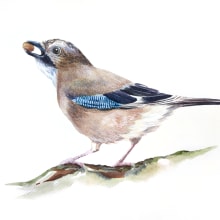 Artistic Watercolor Techniques for Illustrating Birds. Un projet de Illustration traditionnelle, Aquarelle, Dessin réaliste et Illustration naturaliste de R R - 25.04.2024