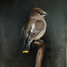 My project for course: Classical Oil Painting for Naturalist Bird Portraiture. Un progetto di Belle arti, Pittura, Pittura ad olio e Illustrazione naturalistica di Janet Maines - 25.04.2024