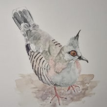My project for course: Naturalist Bird Illustration with Watercolors. Un progetto di Illustrazione tradizionale, Pittura ad acquerello, Disegno realistico e Illustrazione naturalistica di Wendy Allison - 26.04.2024