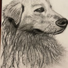 My project for course: Animal Illustration with Charcoal and Ink. Fine Arts, Drawing, Ink Illustration, and Naturalistic Illustration project by Claire Harrison - 04.24.2024