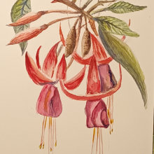 My project for course: Botanical Illustration with Watercolors. Traditional illustration, Fine Arts, Painting, Drawing, Watercolor Painting, and Botanical Illustration project by y7dfcnx8rv - 07.17.2024