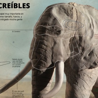 Infografía: Elefantes Increíbles por Oscar Santamariña. Design, Traditional illustration, Fine Arts, Graphic Design, and Sculpture project by Oscar Santamarina - 04.11.2015
