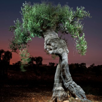 The Walking Trees. Un proyecto de Fotografía, Fotografía digital, Fotografía artística, Fotografía en exteriores y Fotografía documental de Alejandro Chaskielberg - 07.07.2020