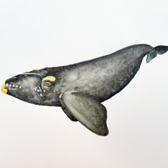 Proyecto: Técnicas de ilustración naturalista: ballenas en acuarela. Un proyecto de Pintura a la acuarela e Ilustración naturalista				 de _katerine - 22.02.2023
