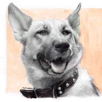 German shepherd dog realistic portrait drawing. Un proyecto de Ilustración, Dibujo a lápiz, Ilustración de retrato, Dibujo de Retrato y Dibujo realista de Mentiradeloro Esther Cuesta - 26.04.2023