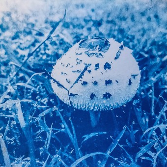 My project for course: Cyanotype: Printing with Light Ein Projekt aus dem Bereich H, werk, Bildende Künste, Prägung, DIY und Analogfotografie von Jennifer Eurell - 22.05.2023
