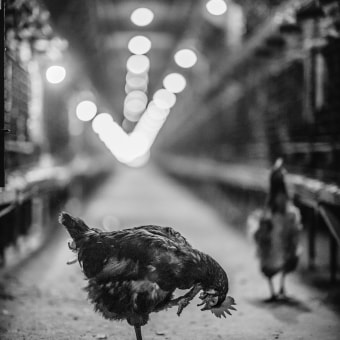 My project for course: Introduction to Photojournalism: Capture Powerful Stories - Egg farm Ein Projekt aus dem Bereich Digitalfotografie, Außenfotografie und Dokumentarfotografie von Stefan Kamenov - 17.06.2023