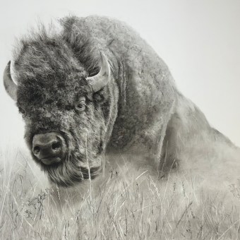 Charcoal bison. https://www.sarahstokesartist.co.uk/post/drawing-a-bison-using-charcoal. Un proyecto de Dibujo, Dibujo realista y Dibujo artístico de Sarah Stokes - 28.12.2023