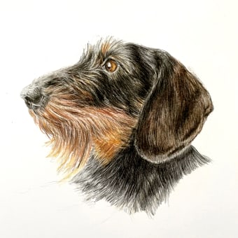 My project for course: Pet Portraits in Colored Pencils: Ginny the Dachshund. Un proyecto de Ilustración tradicional, Ilustración de retrato e Ilustración naturalista				 de Marieke - 11.01.2024