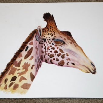 My project for course: Watercolor Illustration: Painting Realistic Wildlife. Fine Arts, Painting, Watercolor Painting, and Naturalistic Illustration project by jackie.francis - 01.25.2024