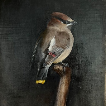 My project for course: Classical Oil Painting for Naturalist Bird Portraiture. Artes plásticas, Pintura, Pintura a óleo e Ilustração naturalista projeto de Janet Maines - 25.04.2024