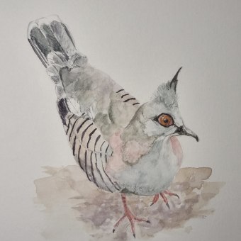 My project for course: Naturalist Bird Illustration with Watercolors. Traditional illustration, Watercolor Painting, Realistic Drawing, and Naturalistic Illustration project by Wendy Allison - 04.26.2024