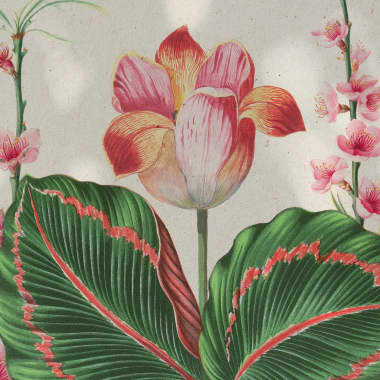 História da ilustração botânica