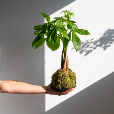 10 Inspiring Examples of Kokedama: Discover the Art of Making Moss Balls