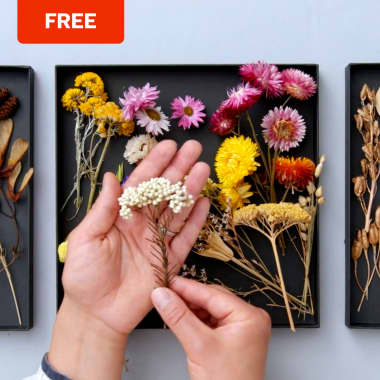 Téléchargement gratuit : Un guide de fleurs séchées pour vos créations 