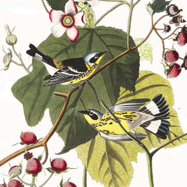 435 Aquarelles d'oiseaux du 19ème siècle à télécharger gratuitement