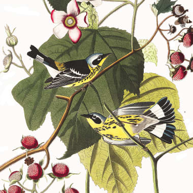 Descubra 435 aquarelas de pássaros do século XIX gratuitas