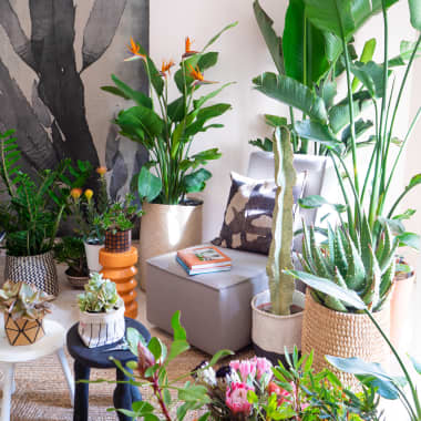 Interior Decor Tutorial: How to Arrange and Care For Indoor Plants