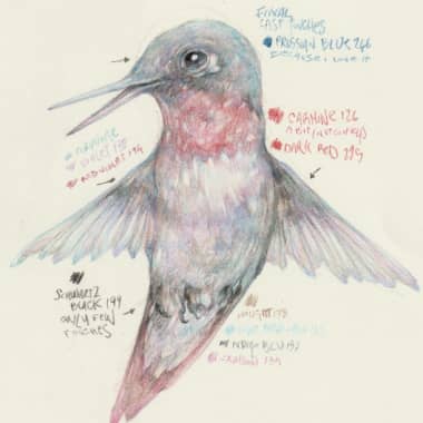 Free Short Guide for Drawing a Hummingbird