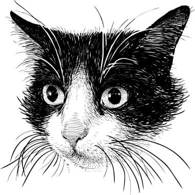 How to Draw a Realistic Cat Step-by-step