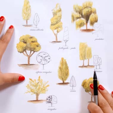 Tutorial Botanical illustration: how to draw a tree