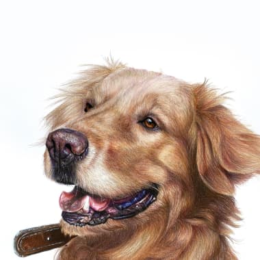 How to capture your pet's personality in a portrait