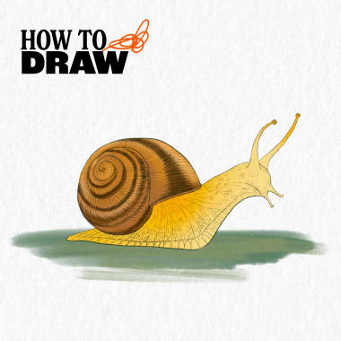 How to Draw a Snail | Snail Drawing in Color Pencils - YouTube