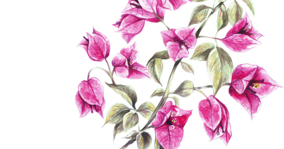 Botanical Watercolor Sketchbook (Paulina Maciel · Canela). Online Course | Domestika