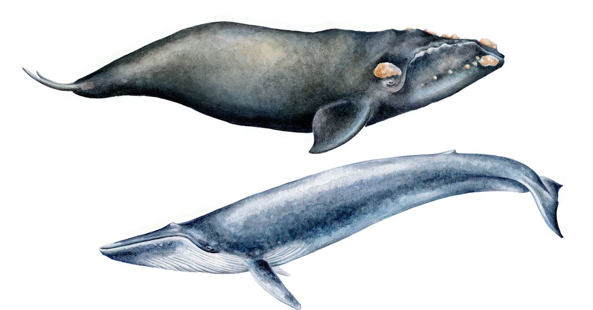 Naturalist Illustration Techniques: Whales in Watercolor