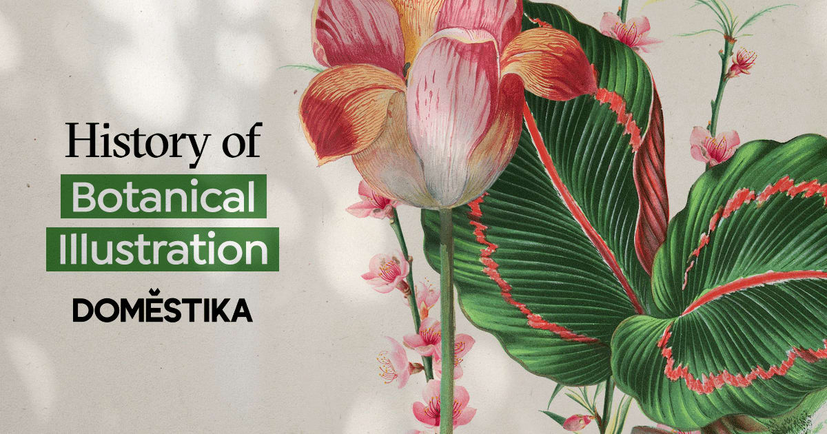 The History of Botanical Illustration | Domestika