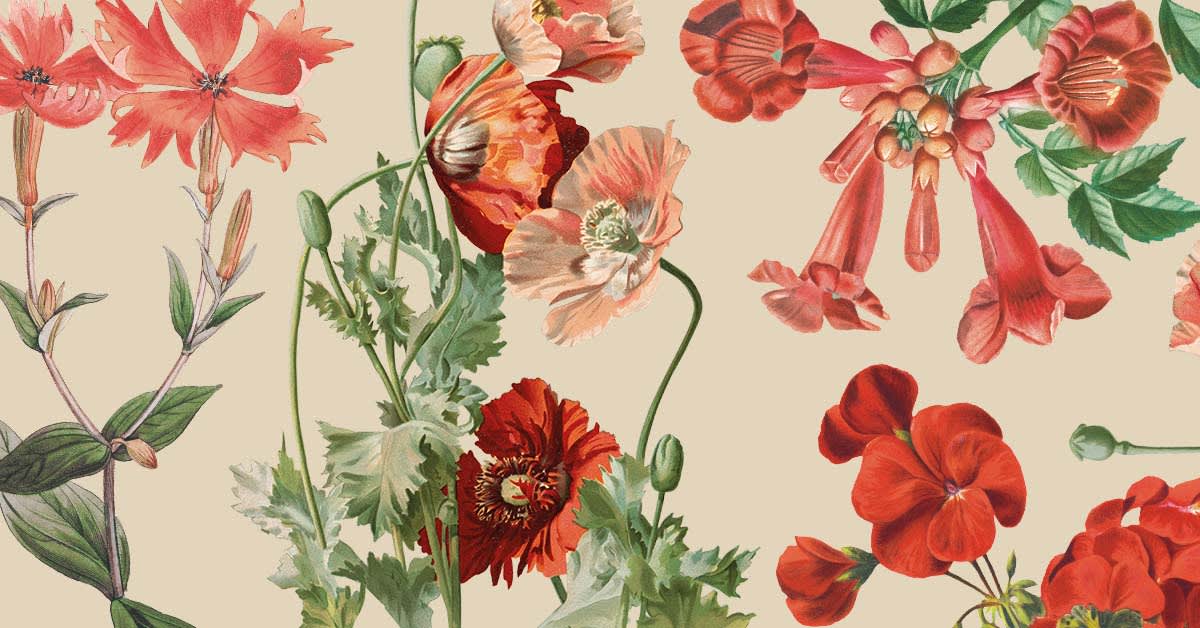 246 Free Vintage Illustration Packs to Download | Domestika