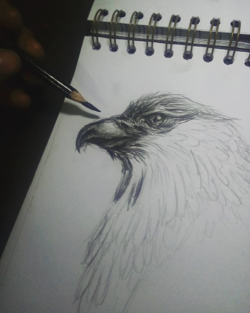 Boceto de un Águila | Domestika