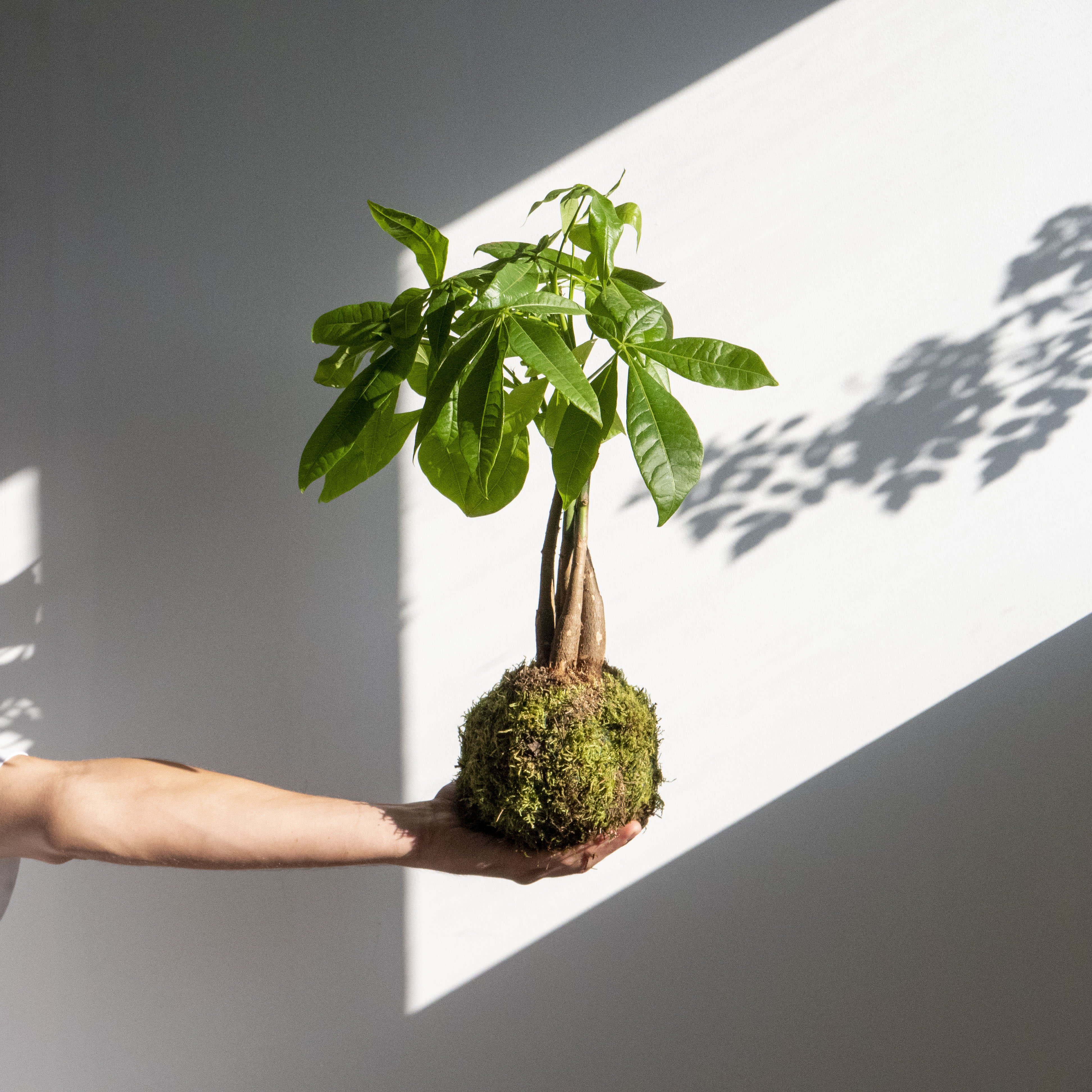 Kokedama: The art of bonsai without a container