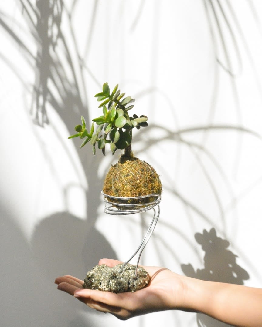 10 Inspiring Examples of Kokedama: Discover the Art of Making Moss