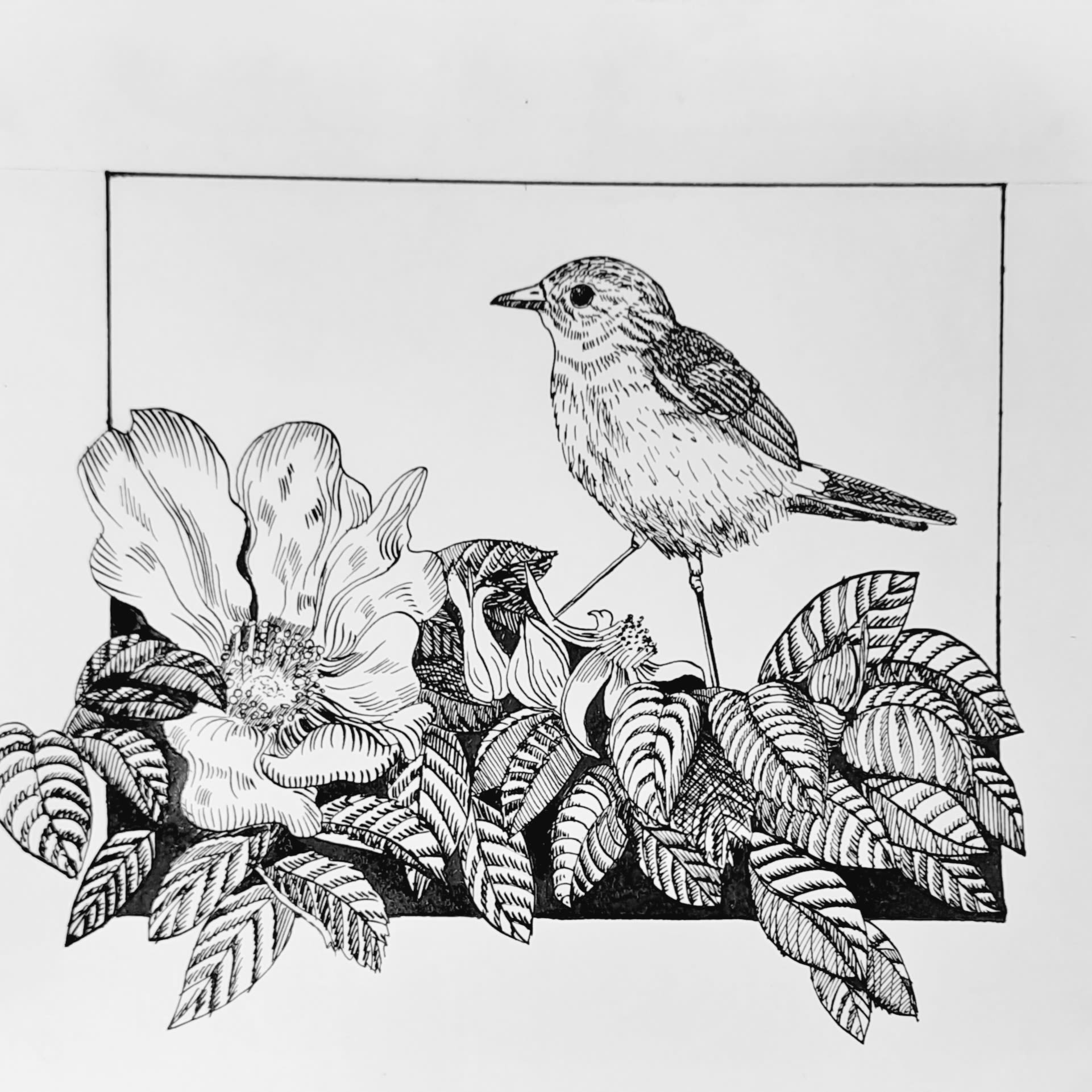 My project in Dip Pen and Ink Illustration: Capturing The Natural World ...