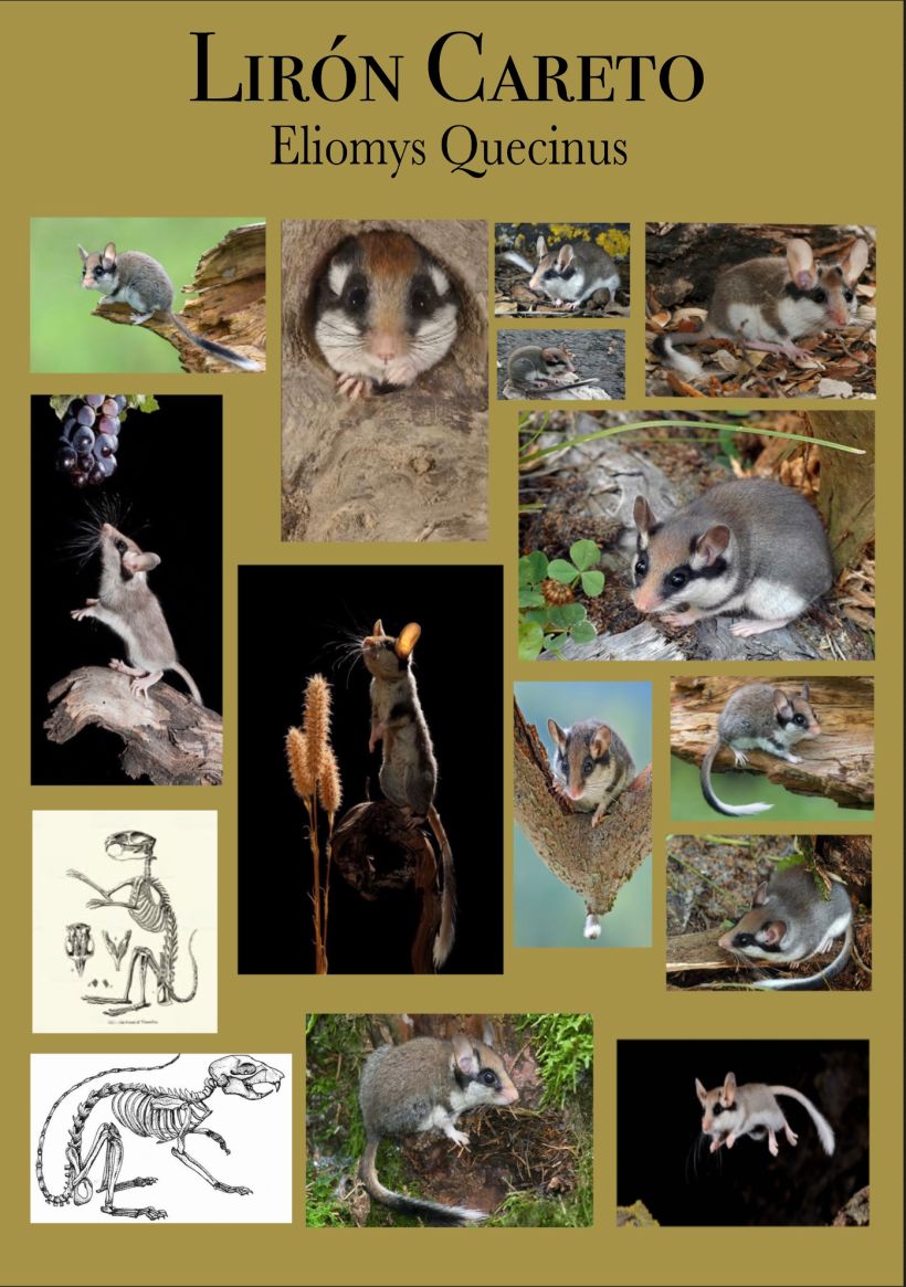 Mi Proyecto del curso: Ilustración naturalista de animales con Procreate 7