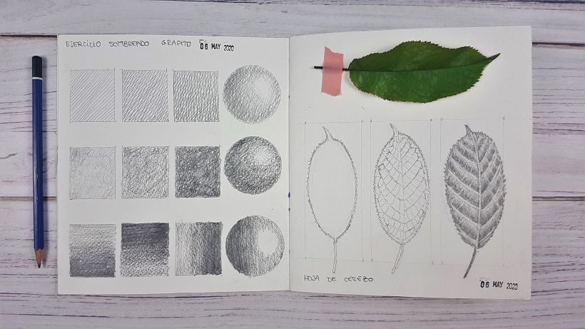 Mi Proyecto del curso: Ilustración de un diario naturalista 3