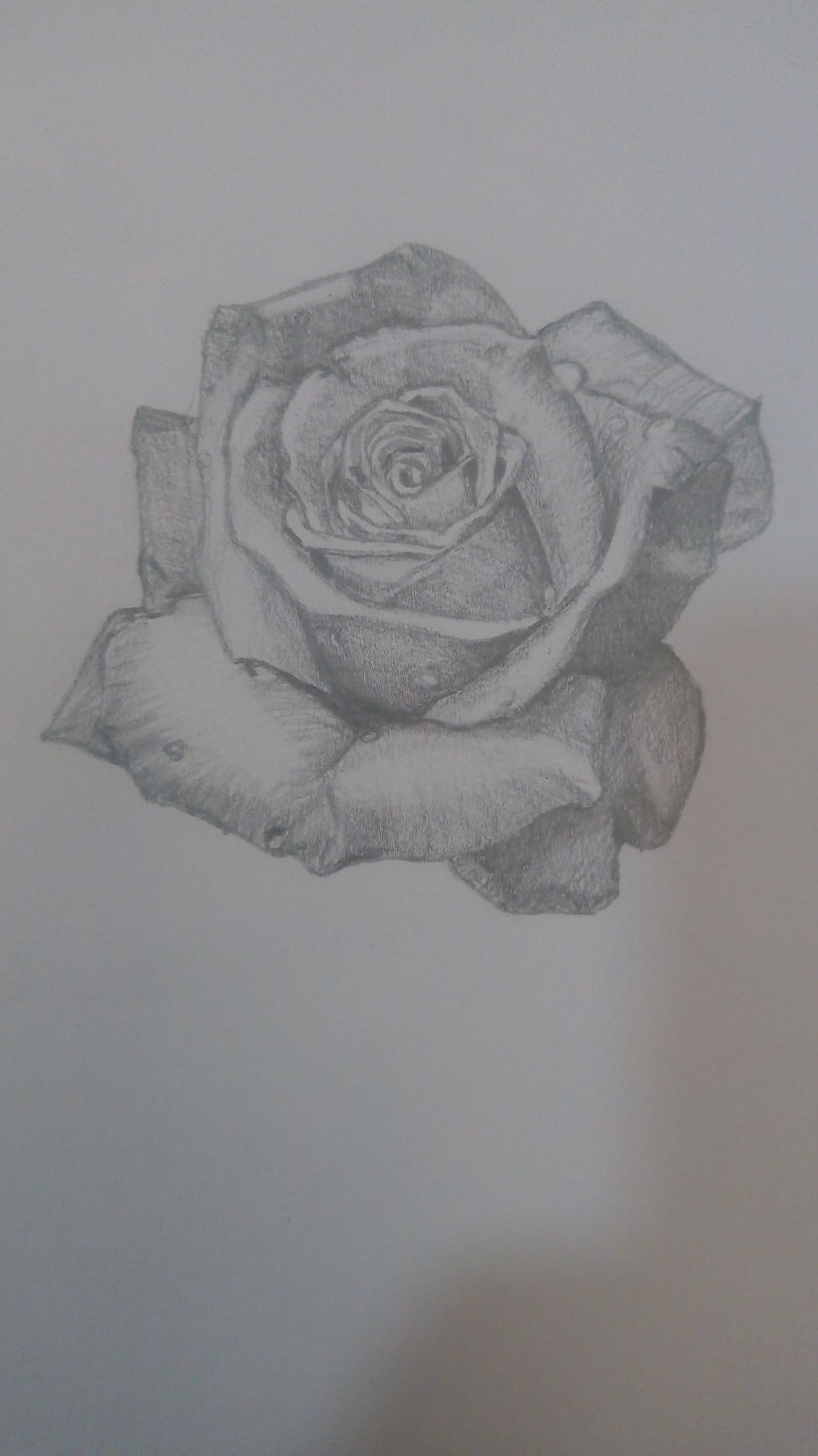 como dibujar una rosa realista a lapiz