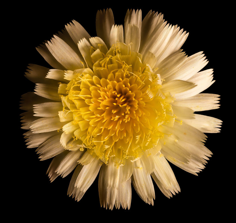 La flor no llega a medir más de 3 cm de diámetro. Foto realizada en cuatro secciones y luego montada en PS