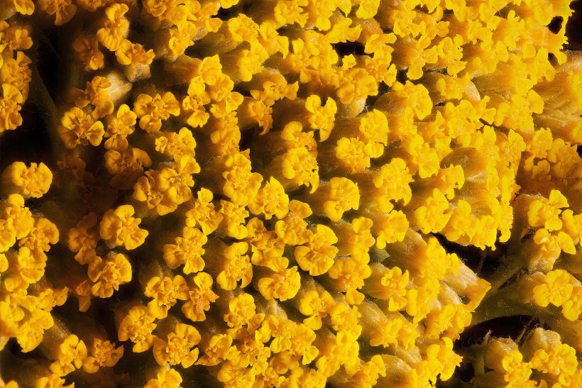 Foto macro de un pequeño ramillete de flores. El encuadre en sí no mide más de 3,5 cm.