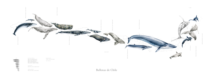 Mapa Ballenas de Chile 0