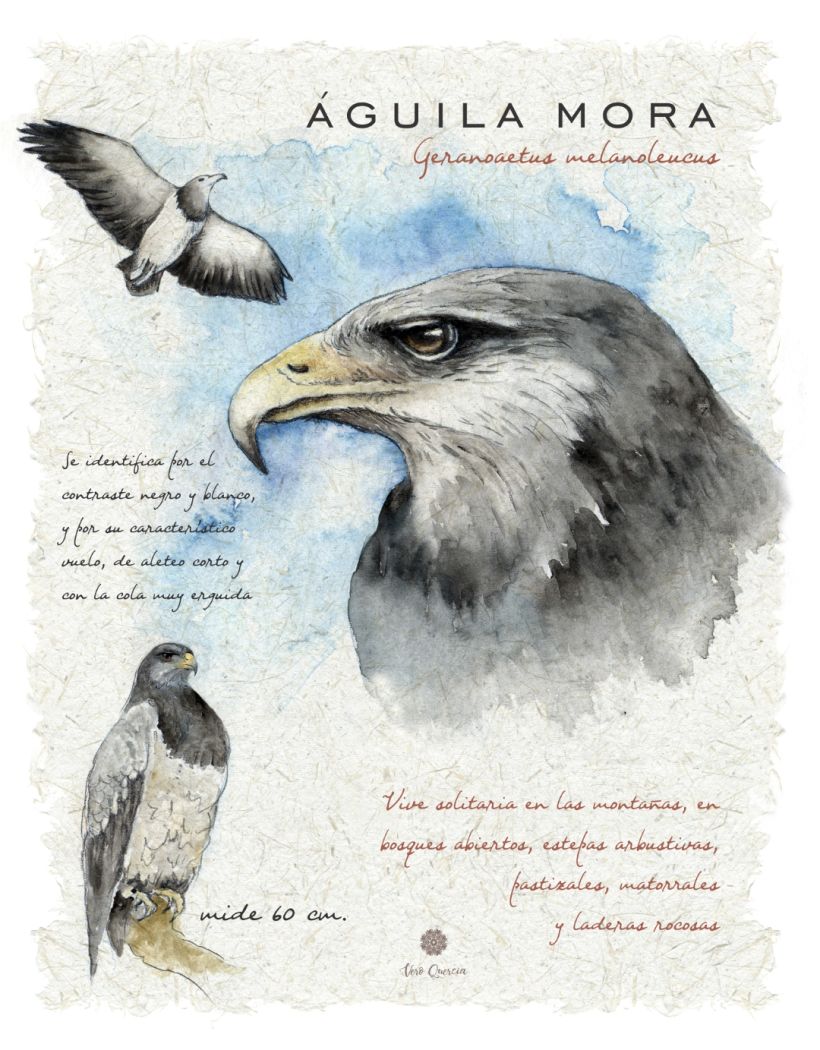 Mi Proyecto del curso: Ilustración de un diario naturalista de Patagonia -1