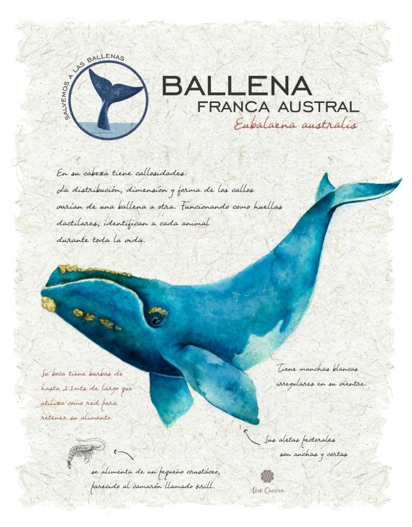 Mi Proyecto del curso: Ilustración de un diario naturalista de Patagonia 0
