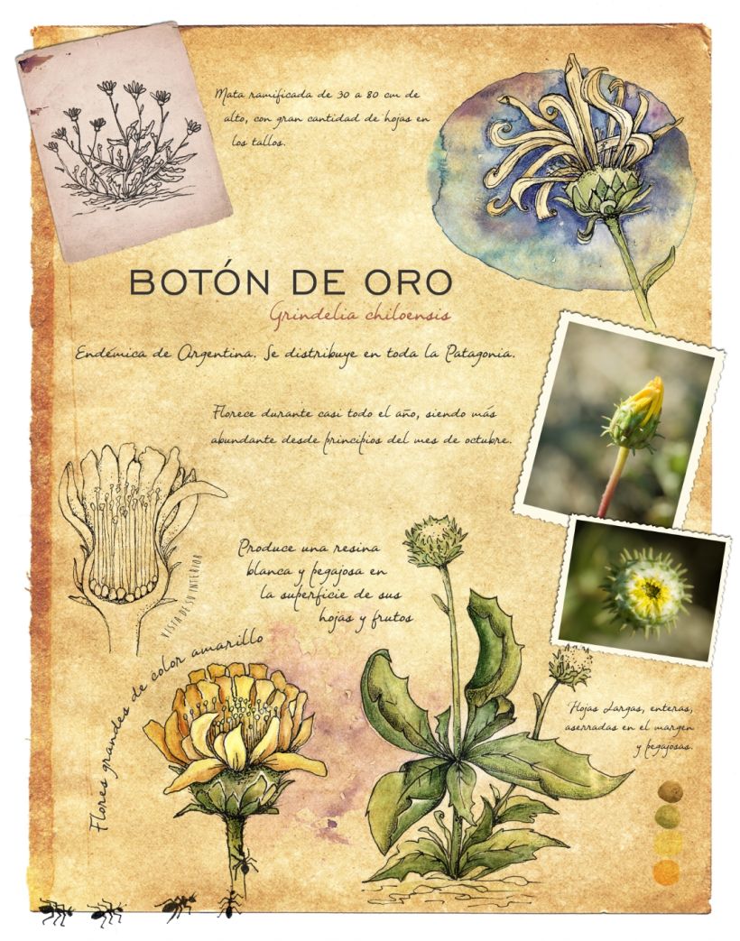 Mi Proyecto del curso: Ilustración de un diario naturalista de Patagonia 2