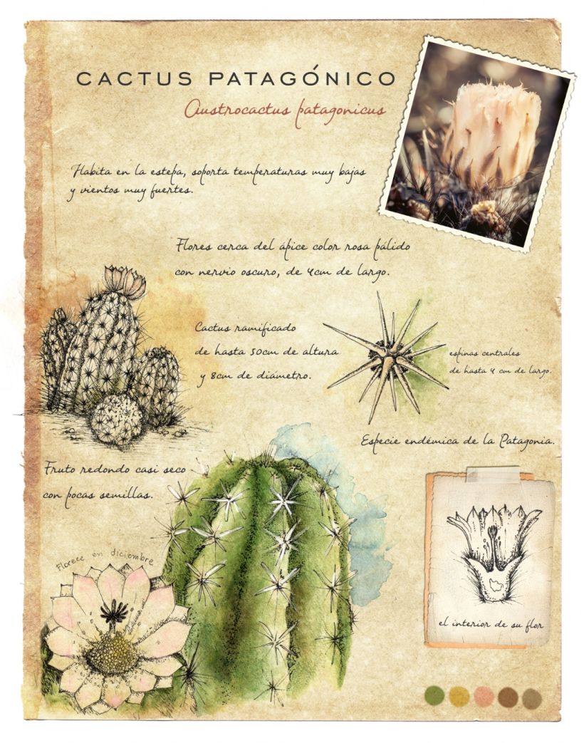 Mi Proyecto del curso: Ilustración de un diario naturalista de Patagonia 3