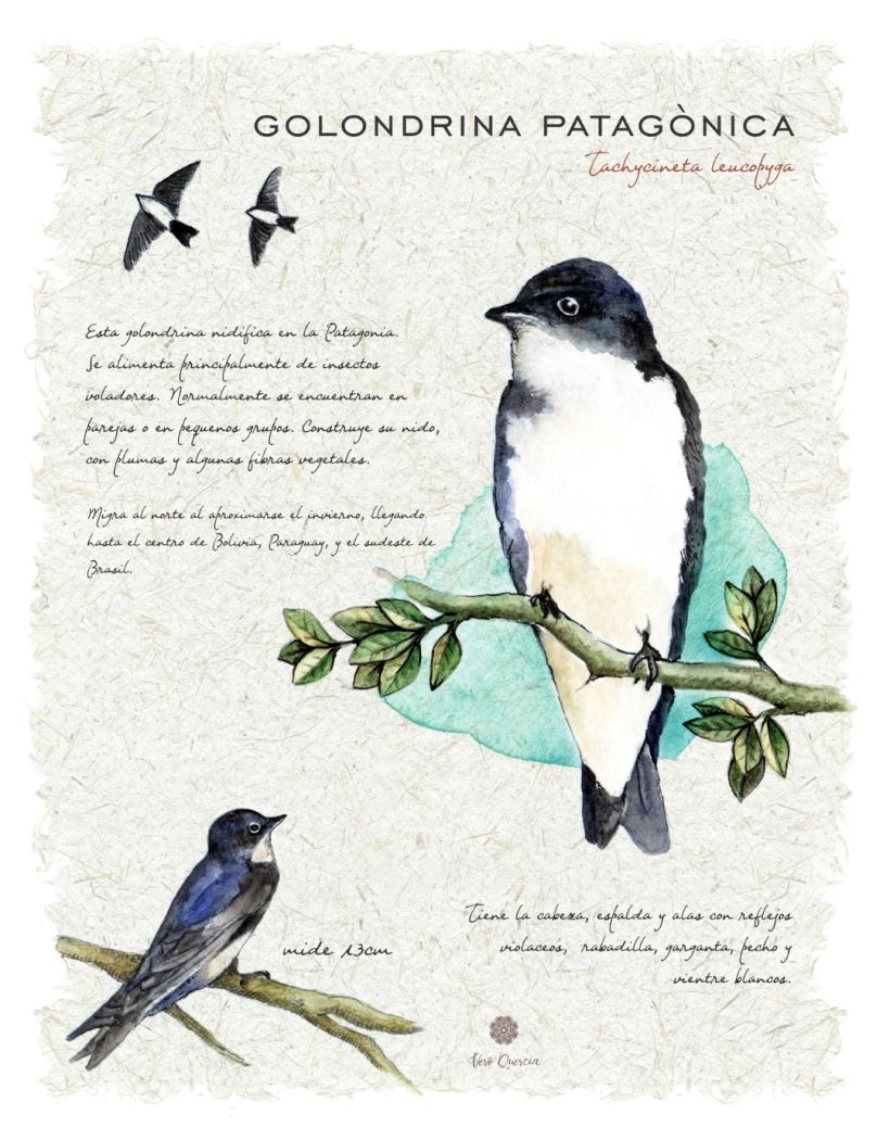 Mi Proyecto del curso: Ilustración de un diario naturalista de Patagonia 8